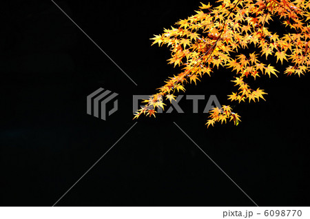 六義園の紅葉 6098770