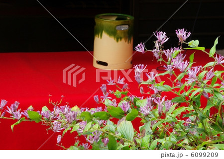 ホトトギス 6099209