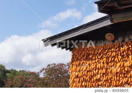 忍野八海　干しモロコシ 6099605