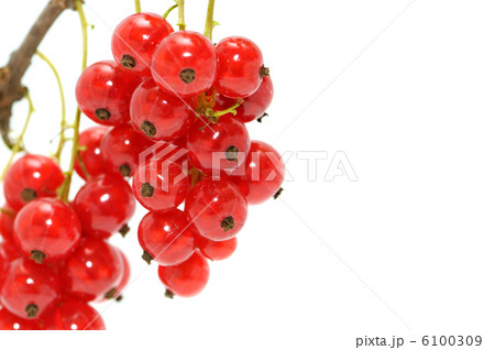 red currant 6100309