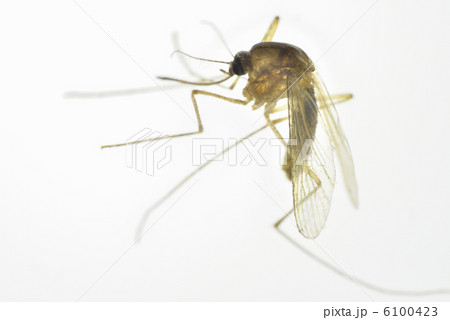 蚊 6100423
