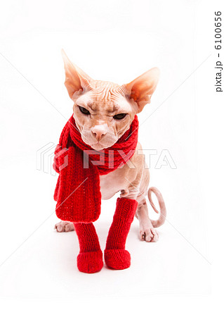 cat sphinx warm with red scarf and socks 6100656
