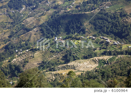 ナガルコット谷の段々畑 ナガルコット谷の段々畑 6100964