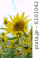 ミニひまわり 6101042