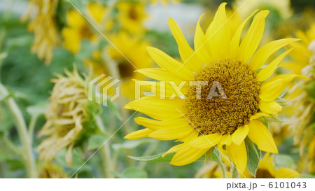 ミニひまわり 6101043