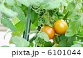 ミニトマト 6101044