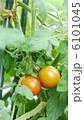 ミニトマト 6101045