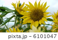 ミニひまわり 6101047