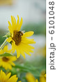 ミニひまわり 6101048
