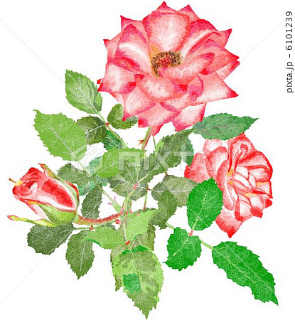 薔薇 6101239