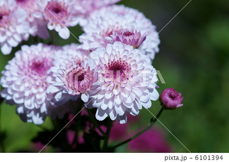 スプレー菊　フィロリポップ 6101394