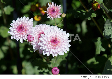 スプレー菊　フィロリポップ 6101395