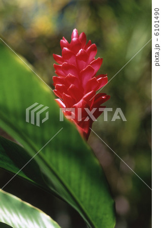 レッドジンジャー 6101490