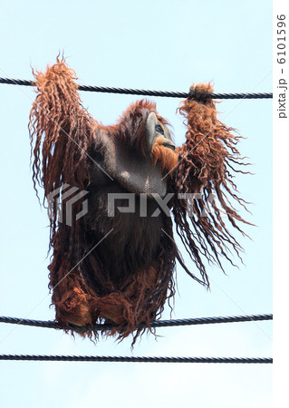 オランウータン 6101596