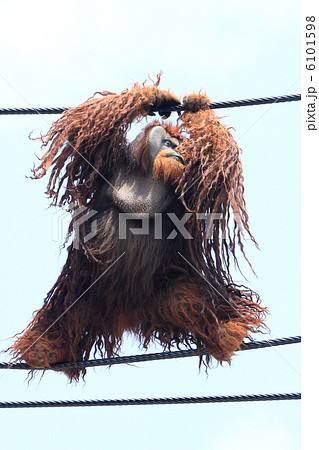 オランウータン 6101598