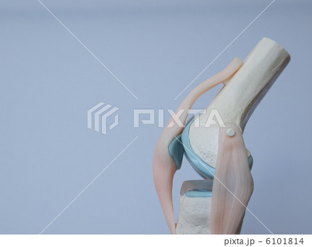 膝関節骨模型 6101814