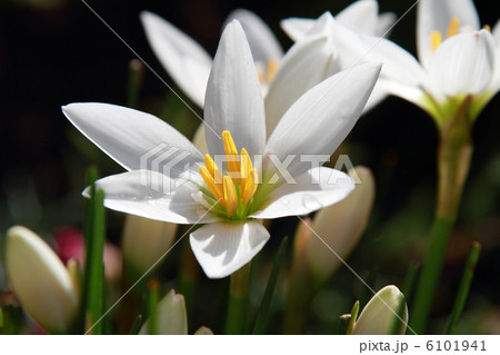 たますだれ 6101941