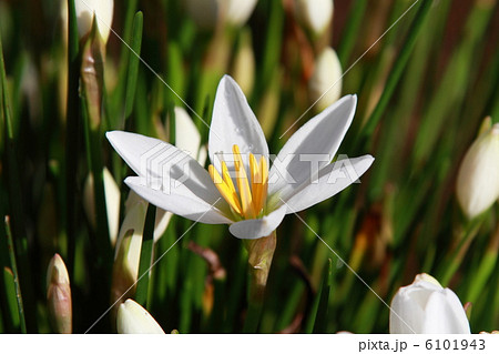 たますだれ 6101943