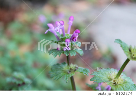 ホトケノザ 6102274