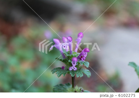 ホトケノザ 6102275