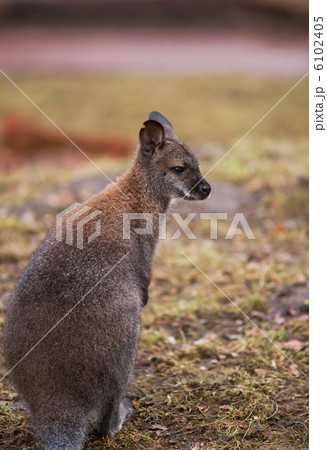 Marsupials: Wallaby in zoo 6102405
