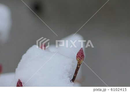 雪の中の芽の写真素材