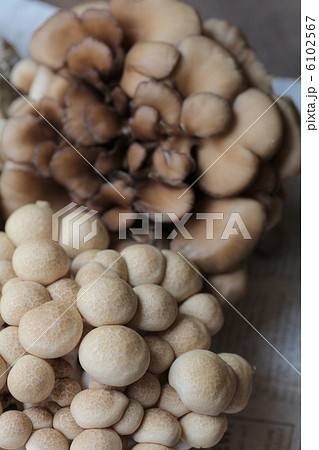 2種類の新鮮キノコ シメジと舞茸 2種類の新鮮キノコ シメジと舞茸 6102567