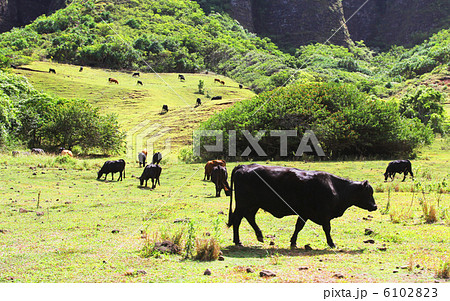 ハワイクアロア牧場 6102823