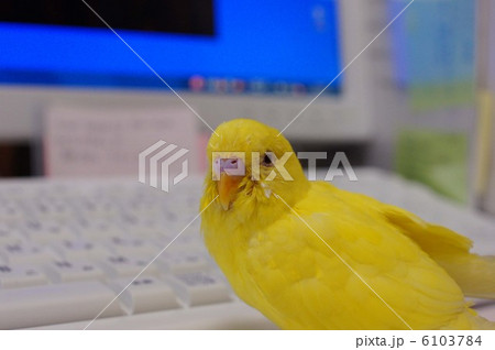 黄色いインコ 黄色いインコ 6103784