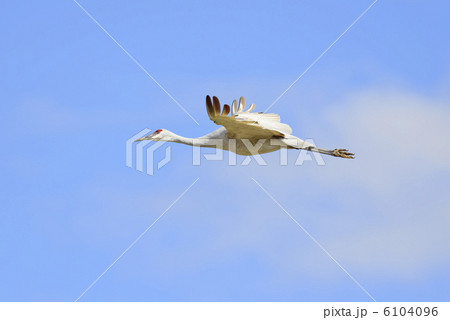 カナダヅル (Sandhill crane) カナダヅル (Sandhill crane) 6104096