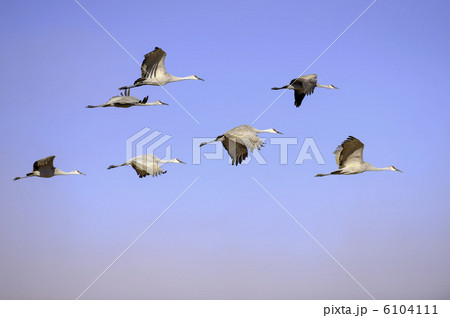 カナダヅル　（Sandhill crane）の群れ 6104111