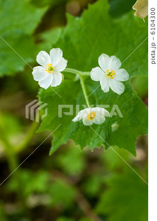 サンカヨウ（花数少） 6104300