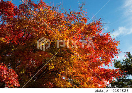 紅葉のグラデーション 6104323