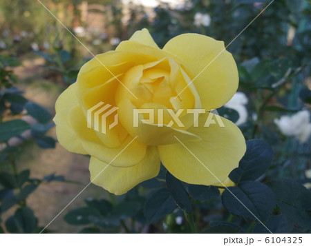 伊豆の踊子 6104325