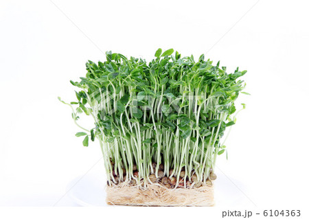 豆苗 豆苗 6104363