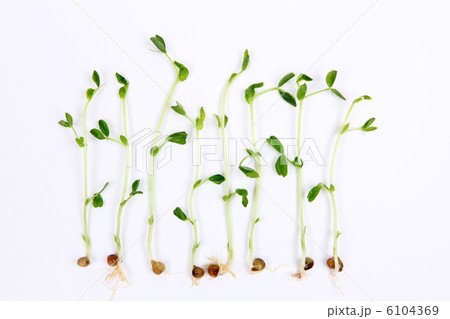 素材 素材 6104369