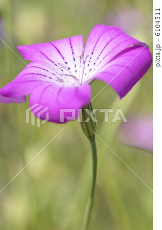 アグロステンマ 6104511