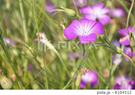 アグロステンマ アグロステンマ 6104512