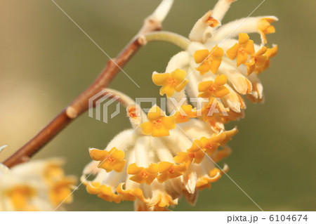 ミツマタ ミツマタ 6104674