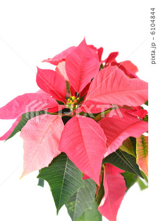 poinsettia 6104844
