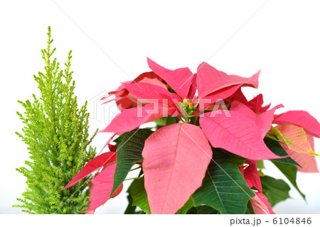 poinsettia poinsettia 6104846
