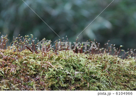 苔 6104966