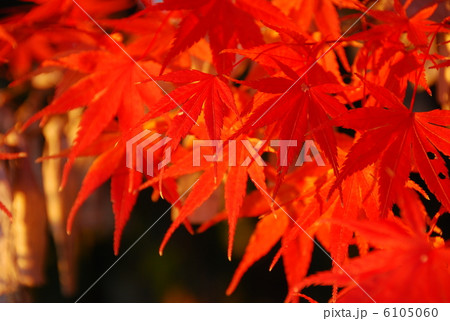 紅葉 紅葉 6105060