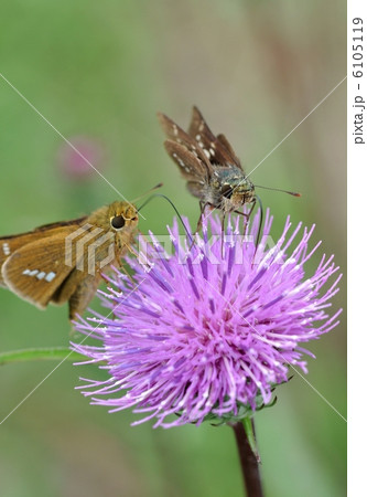 アザミとセセリチョウ 6105119