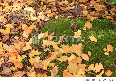 晩秋の落ち葉　高知市城西公園にて　2012.11.19撮影 6105153