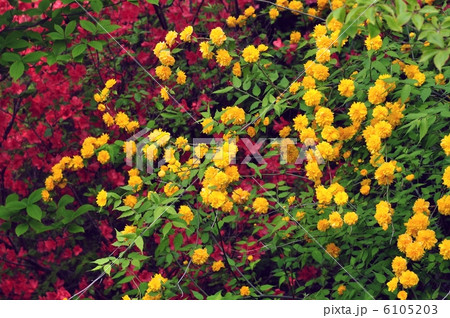 八重山吹 6105203