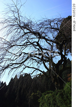 晩秋のしだれ桜　樹齢２００年　2012.11.6撮影　高知県仁淀川町　中越家 6105220