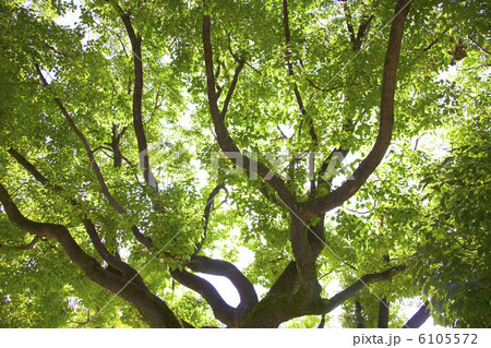 並木 並木 6105572