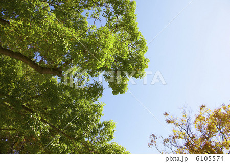 並木 並木 6105574