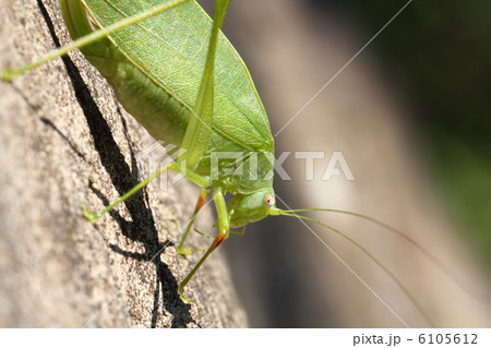 ツユムシ 6105612